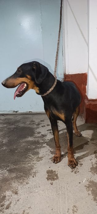 Doberman qiz 6 oylik Tozza qon