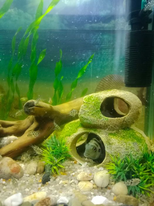 Сапфировый попугай