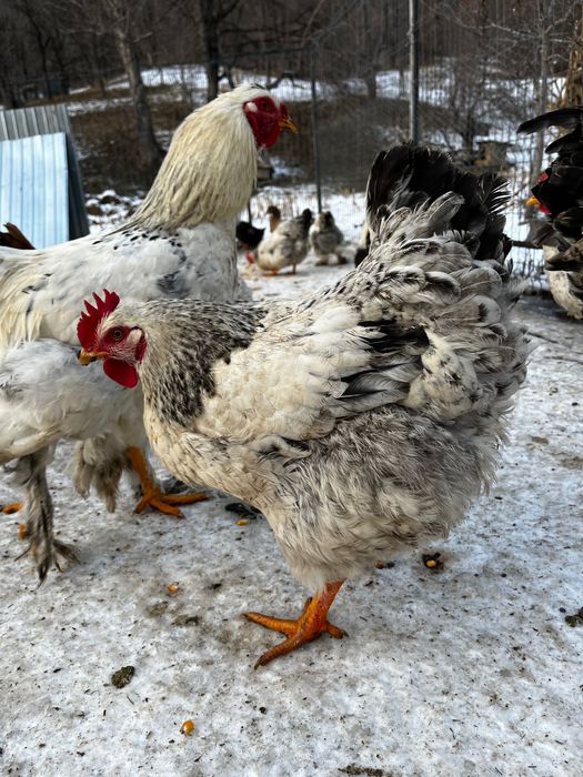 Vând puicuțe,gaini si cocoși de tarat care fac și ouă verzi