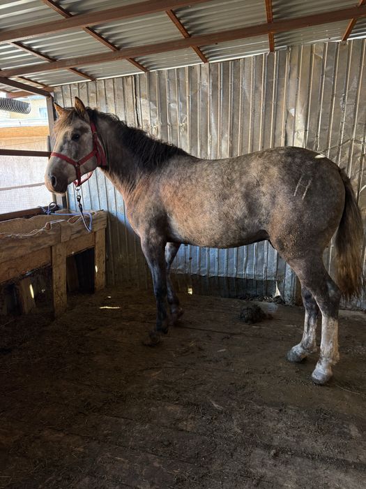 Жеребец, 4 года. На откорме