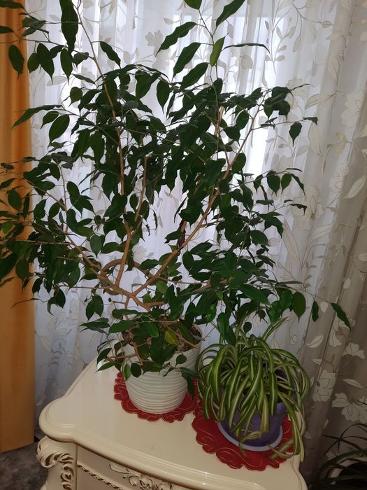 Продам комнатные цветы