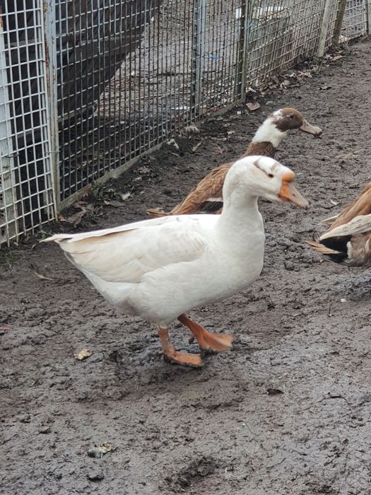 gaste albe de vanzare