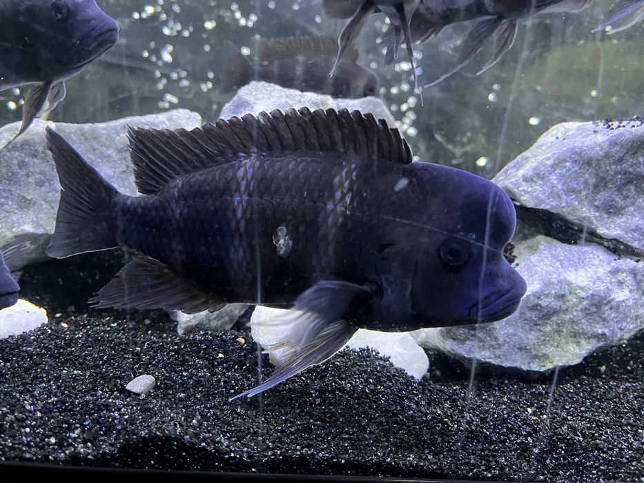 Фронтоза Бурунди