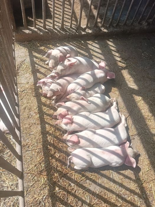 Продам поросят 1 месяц
