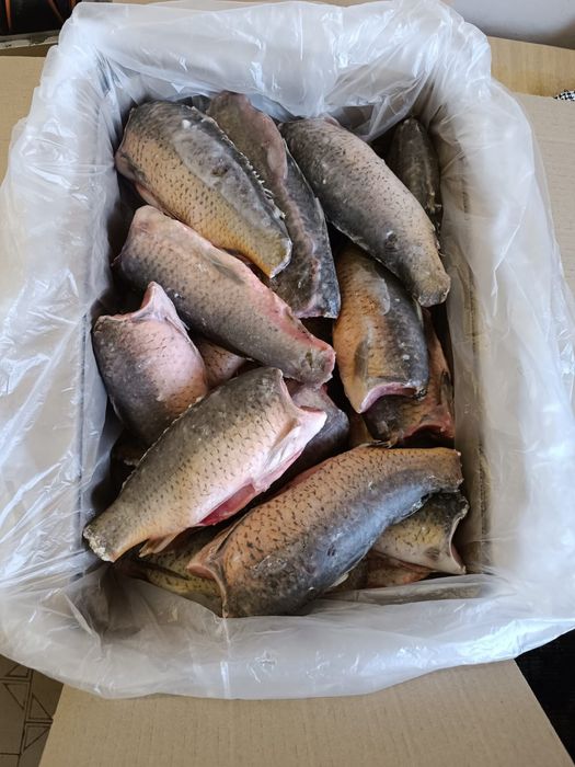 Рыба. Балык, тушка сазана.