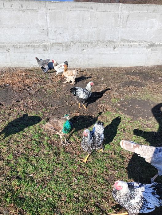 Vând gâște Toulouse și puii de wyandotte și brahma..