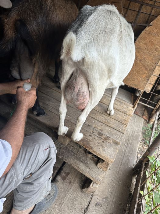Capra foarte buna de vanzare