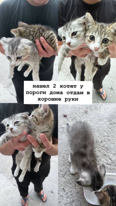 Котята в добрые руки, два мальчика