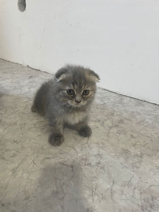 Шотландские котята