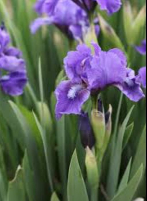 Цветы многолетки