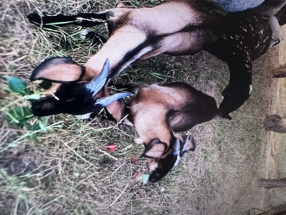 Продам козлят помеси