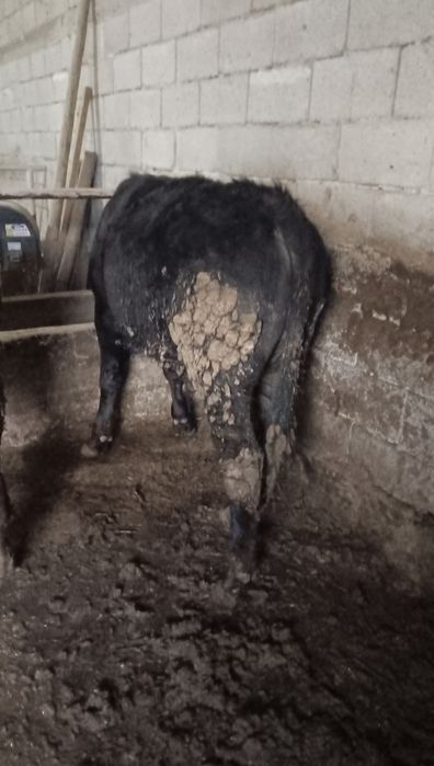 Семіз бұқалар сатылады