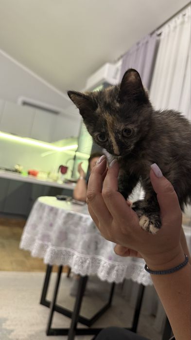 Котята 2,5 месяца