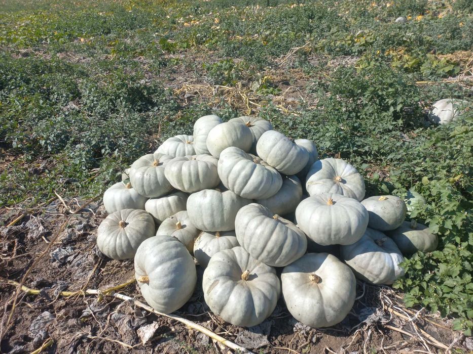 Vând Dovleci Placintari si Copt
