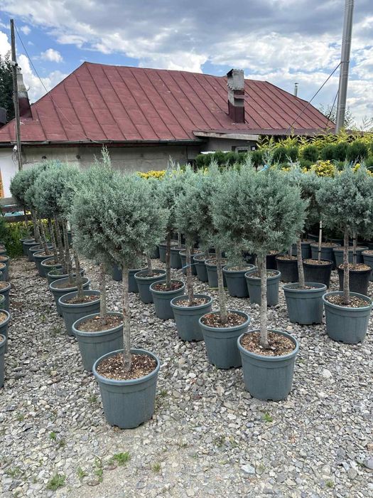 Avem  piatra si plante de mai multe feluri pt det sunati