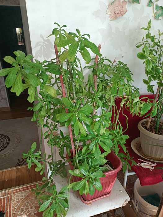 Продается Комнатные цветы цветы