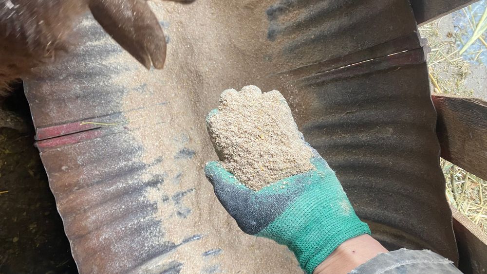 Семіз қой сатылады откормда 3 ай турған