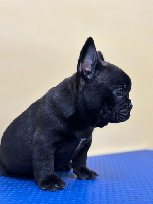 Bulldog francez mascul