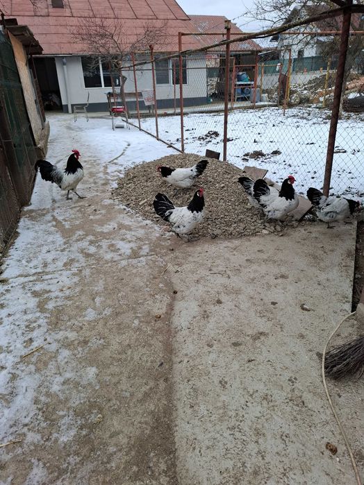 Gaini lakenvelder de vanzare