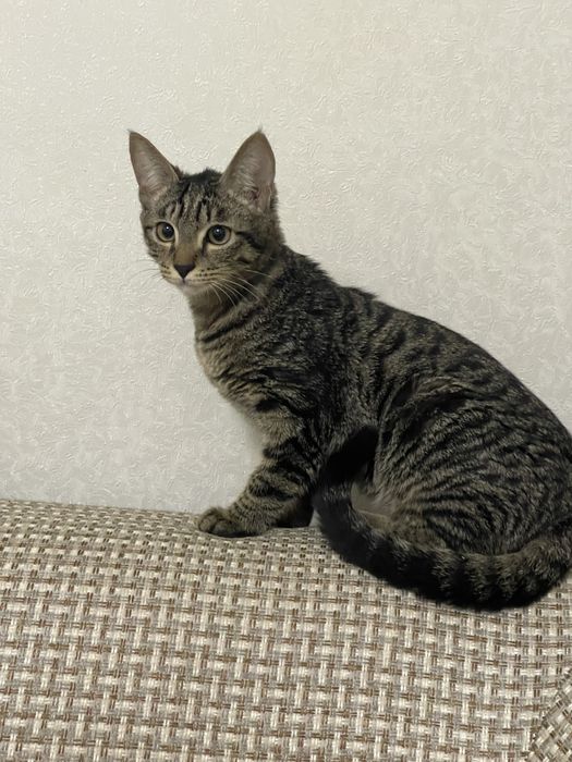 Yaxshi mehribon qo'llarga beramiz