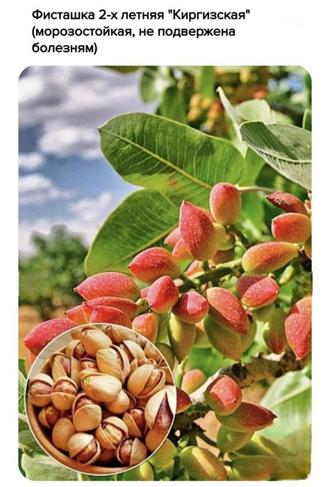 Фисташки, саженцы