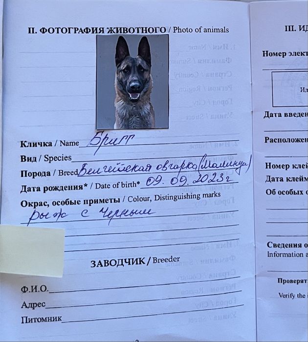 Бельгийская овчарка малинуа