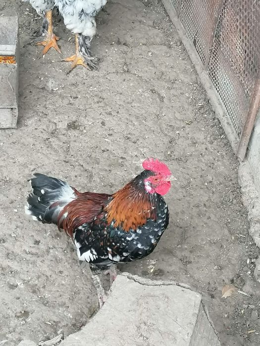 Cucoș American de vânzare