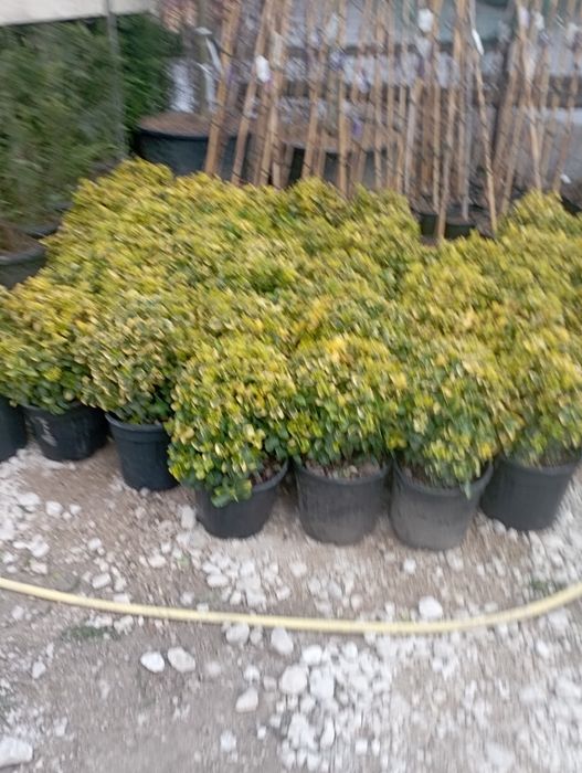 Vindem plante ornamentale doriți să aveți o grădină frumoasă de primă