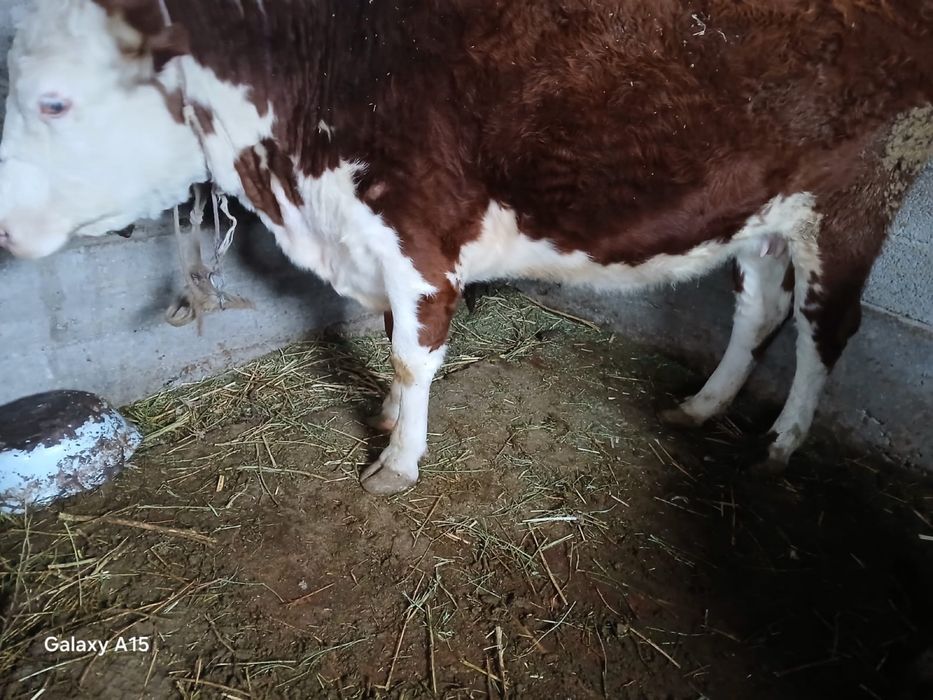 2 туған, 5 жасар, ұрғашы сиыр