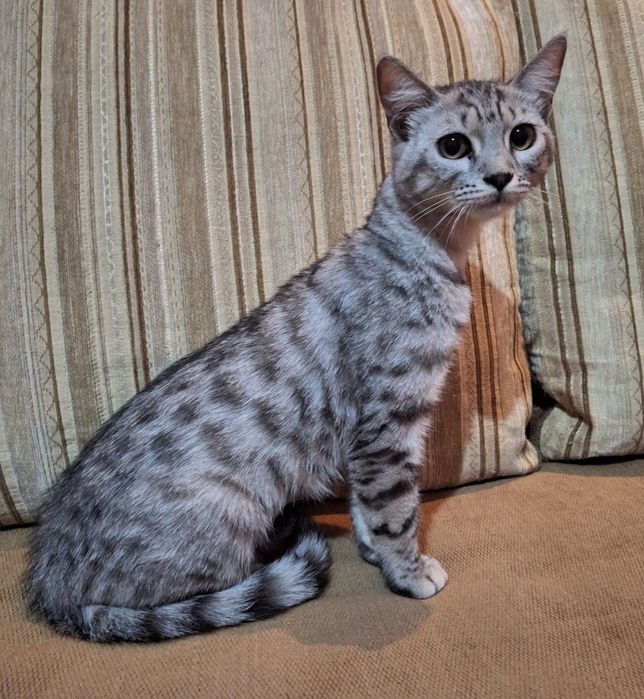 Подари Женевьеве семью