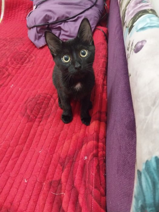 Котенок Воробушек в добрые руки