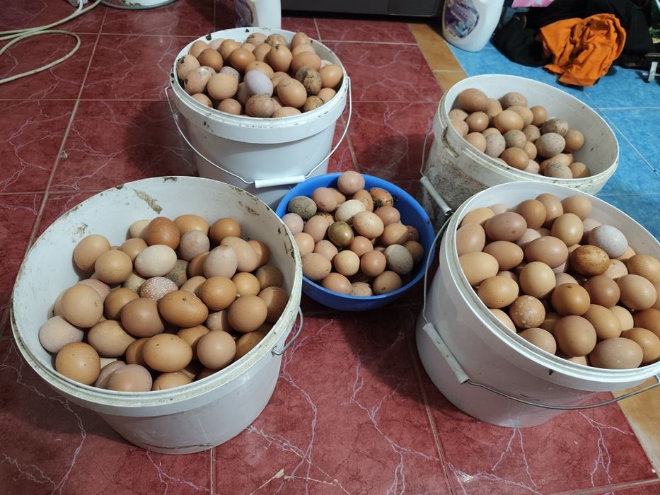 Продам домашний яйцо