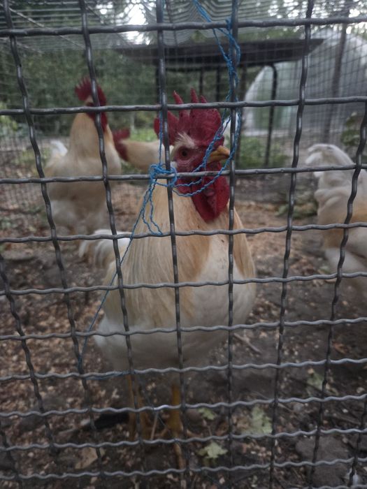 Продам питухов срочно очень