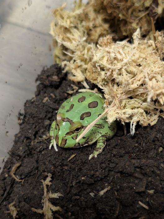 Broasca Pacman Frog