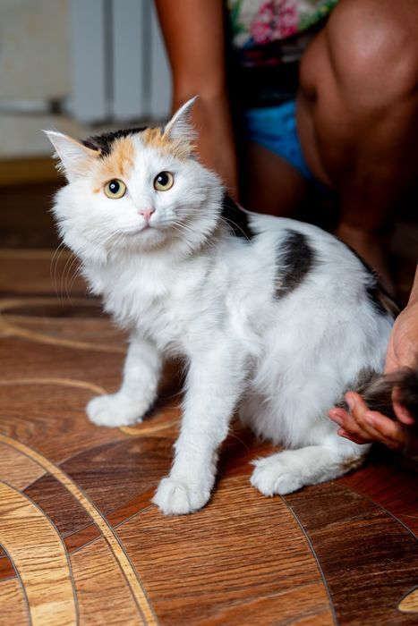 Кошка стерилизованная