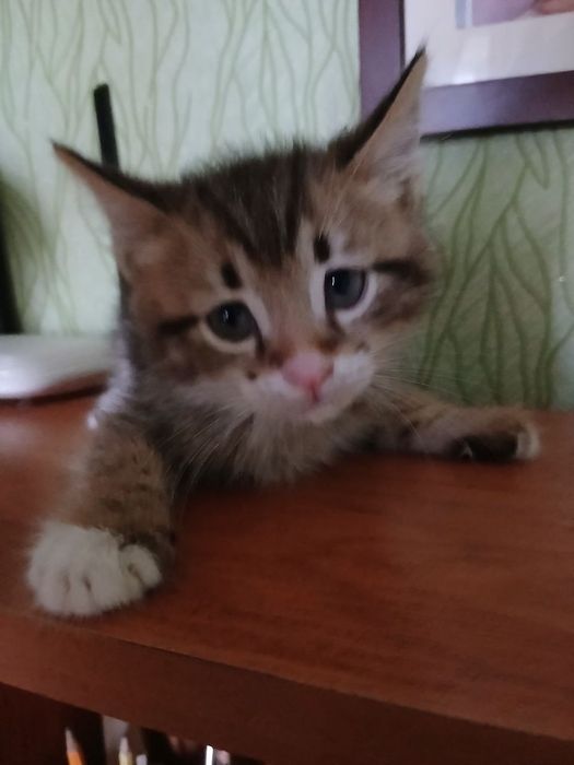 Котёнок 2 месяца