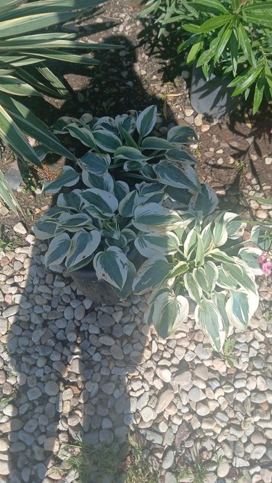 Hosta, Hortensia,eucalipt ,lavanda compactă