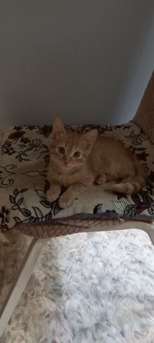 Котёнок девочка рыжая 3 мес