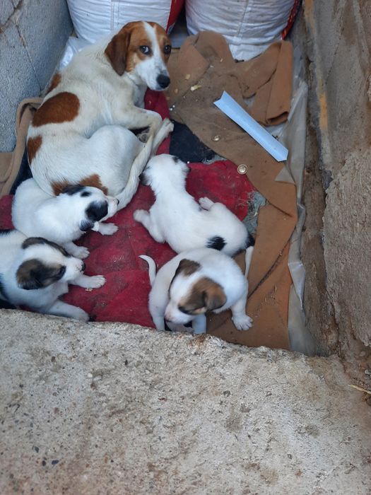 Продам щенят породы Джек расел