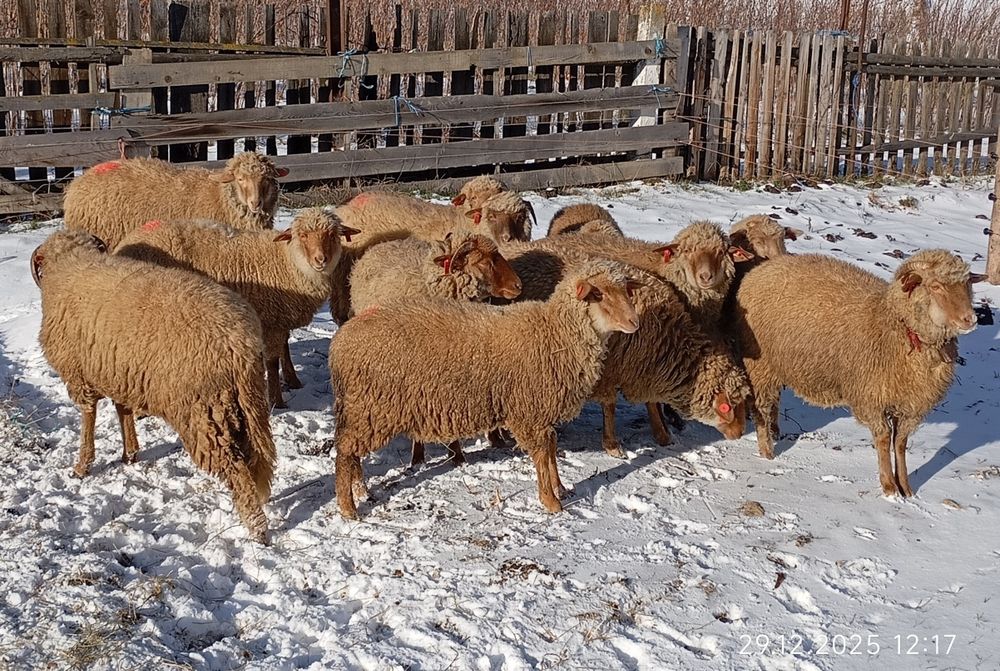 Ceva de viitor tineret