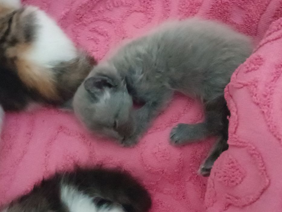 Отдаются котята в добрые, любищие  сердца