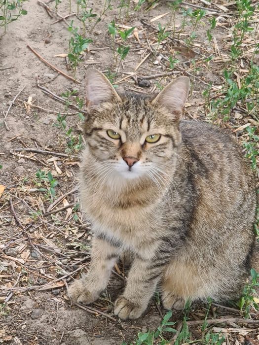 Кошечка ищет дом