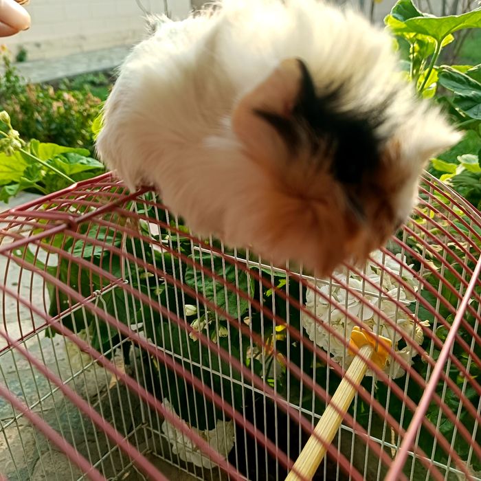 Морская свинка просто чудо