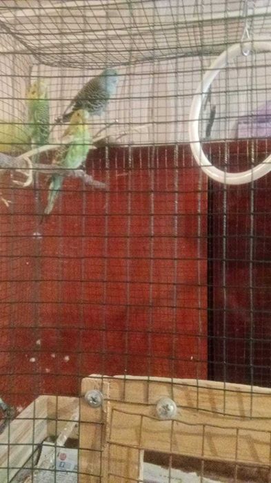 Попугаи волнистые