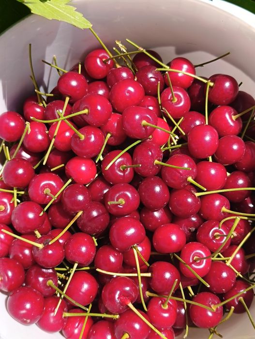 Продается дачная вишня