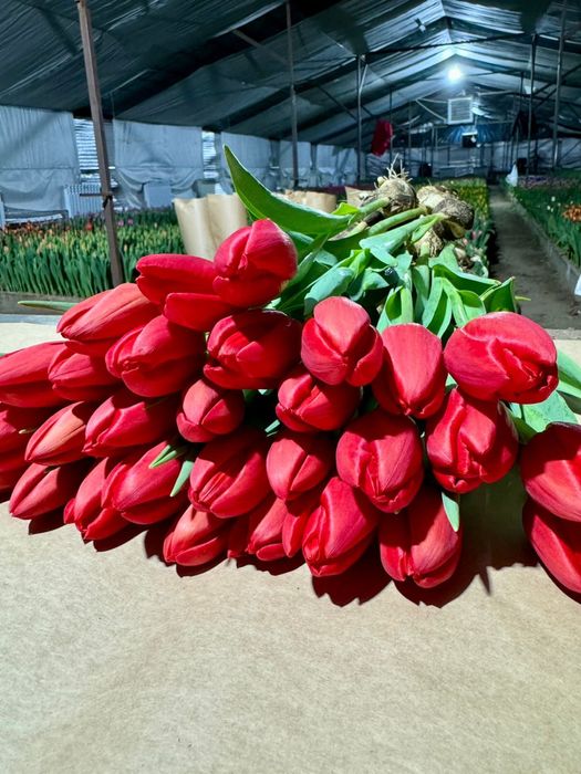 Тюльпаны на 8 марта по 400 тг