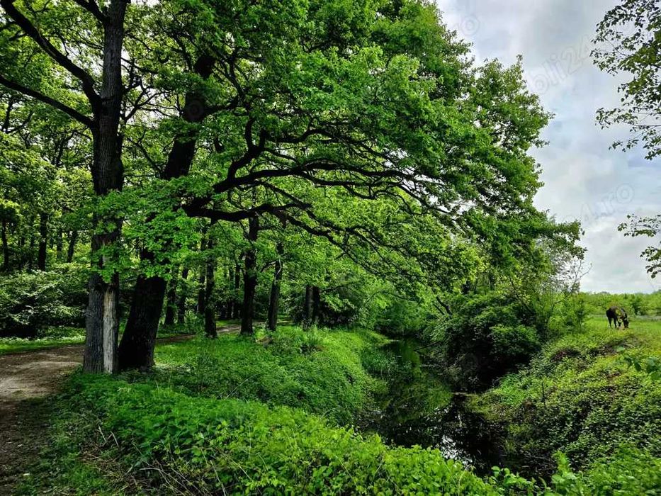 2 loturi intravilan la padure Lunca Calnicului, 480- 520 mp, 23.500 €