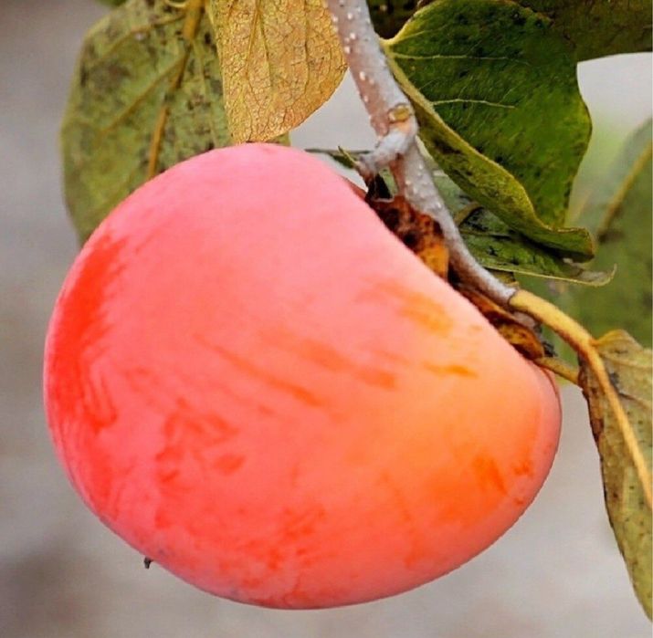 Pomi exotici , kaki ragno si alte soiuri