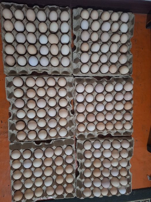 Амрокс жумыркасы сатылады