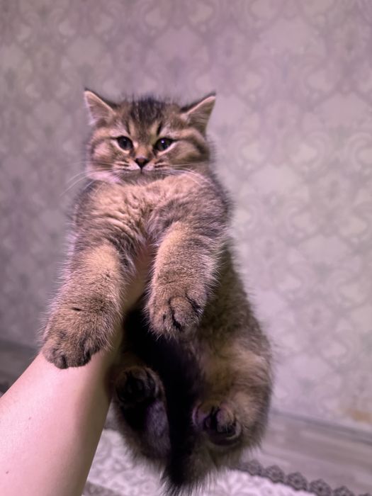 Продаются котята